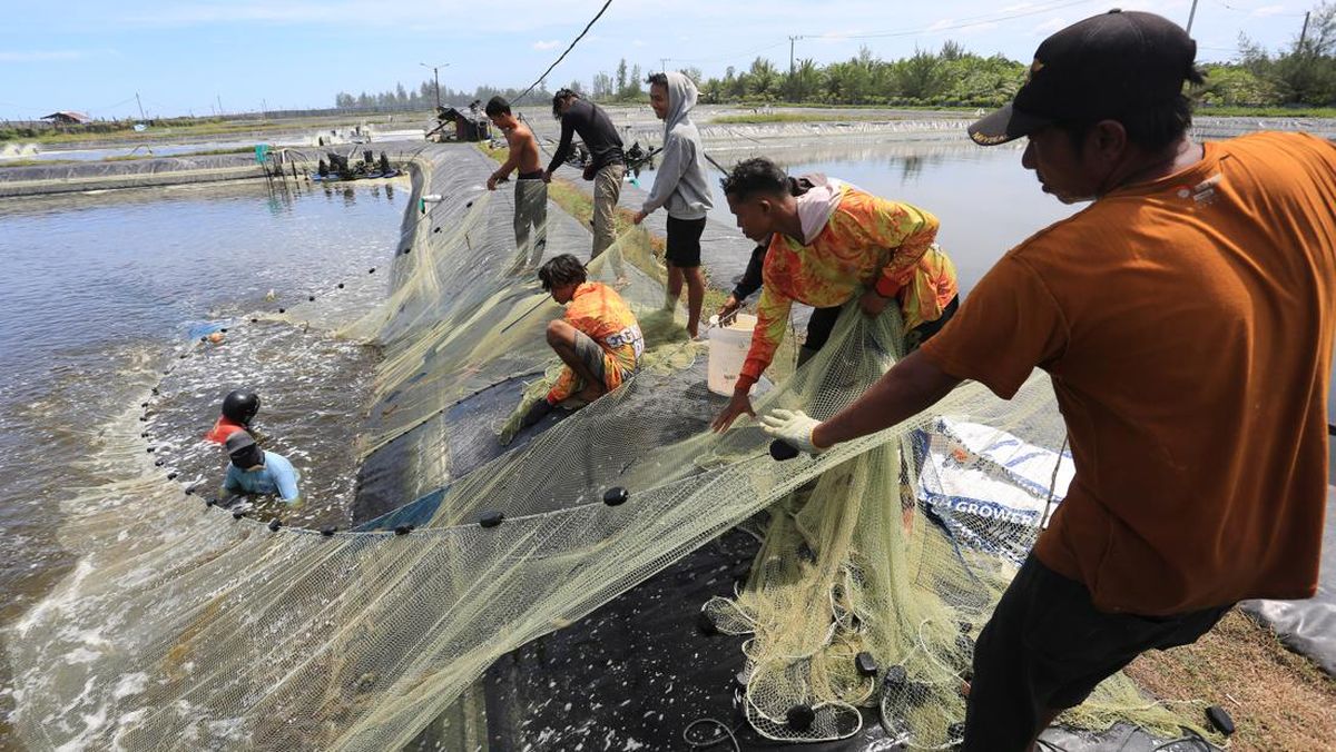 Petambak Bumi Dipasena Sejahtera Gelar Panen Raya Udang Vaname