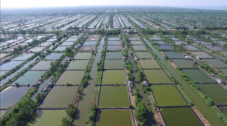 Bumi Dipasena: Dari Kejayaan Korporasi Menuju Simbol Kemandirian Petambak Udang Indonesia